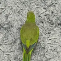 طوطی راهب سبز بالغ مست