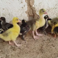 جوجه غاز محلی