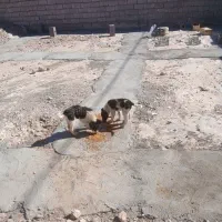 طوله ماده  قدرجونی