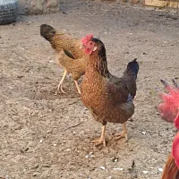 دجاج|پرنده|سوسنگرد, |دیوار