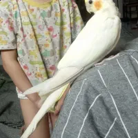 عروس هلندی نر و ماده|پرنده|فردیس, شهرک شهید حسینی|دیوار