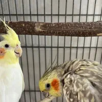 عروس هلندی خانگی سالم دستی|پرنده|رودهن, |دیوار