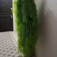 درخت مصنوعی|گل مصنوعی|مشهد, کوی المهدی|دیوار