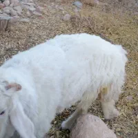 فروش بره وچپش سانن طزرجان