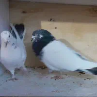 ۸۰تا کفتر عطیقه