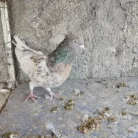 نروماده کله سرخ و طلایی