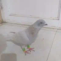 کبوتر نقره