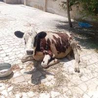 گاو گوساله.تلیسه.