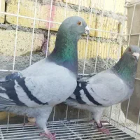 سبز خودمونی