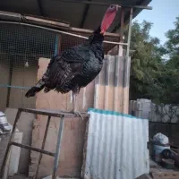 بوقلمون برنز انگلیسی