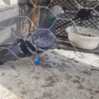 سبز المانی سرهال|پرنده|نگین شهر, |دیوار