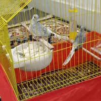 پرنده کبوترفنچ طوطی|پرنده|کرمانشاه, |دیوار