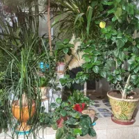 گل طبیعی|گل و گیاه طبیعی|آباده, |دیوار