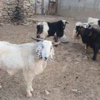 بز نر سرکدار
