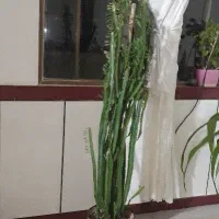 گل وگیاه