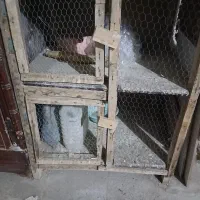 جفت کن کفتر