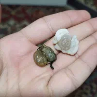 سنگ زوعه اصل نایاب قوی