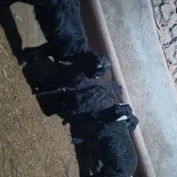 چهار عدد بره نر قوچ شیش ماهه قره چال مو سیم