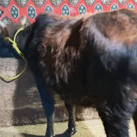 گوساله ماده گاو ورزا|حیوانات مزرعه|نوشهر, |دیوار