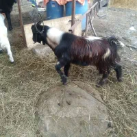 بزغاله نر گوسفند بابره نر|حیوانات مزرعه|قرق, |دیوار