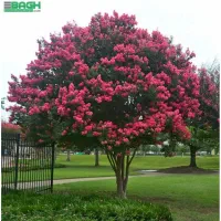 گل و گیاه و درخت