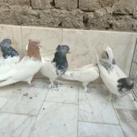 کله زرد و کله سیاه