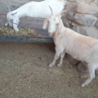 15گیسه و شیرمو|حیوانات مزرعه|بیرجند, |دیوار