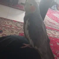 عروس هلندی گم شده