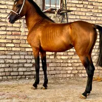 نریان ۴ ساله|اسب و تجهیزات اسب‌سواری|داراب, |دیوار