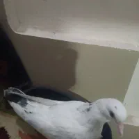 کبوتر پرشی جوانه|پرنده|گرگان, |دیوار