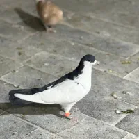 کفتر بوم المانی سار هفترنگ سینه چپ افشون زرد|پرنده|مشهد, هفده شهریور|دیوار