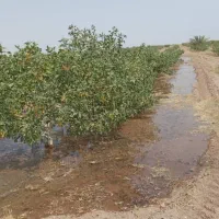 فروش 16ساعت آب به همراه چهار هکتار زمین پسته|فروش دفتر صنعتی، کشاورزی، تجاری|تفت, |دیوار