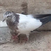 کبوتر تهرانی|پرنده|دورود, |دیوار