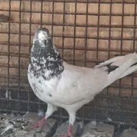 کبوتر پرشی