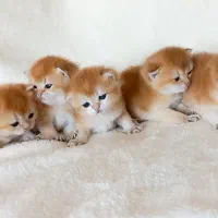 بچه گربه