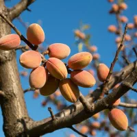 فروش بادام آذر دیرگل در بانه،تخفیف ویژه
