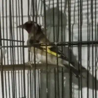 سهره سرخ بومی