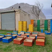 رنگ کندو و طبق زنبورعسل