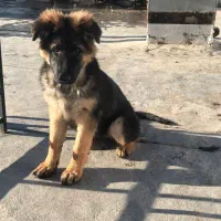 توله ژرمن وورک لاین اصیل ماده|سگ|خرمآباد, |دیوار