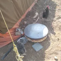 مرغ تخم گزار