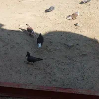 15عدد سوسکی و گرگی