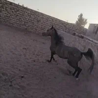 اسب فروشی|اسب و تجهیزات اسب‌سواری|سیرجان, |دیوار