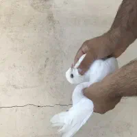 کبوتر