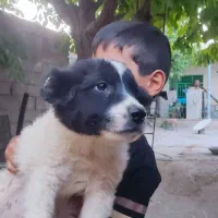 سگ لاس سه ساله آدمی|سگ|کیار, |دیوار