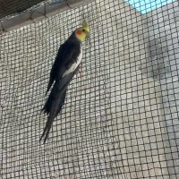 عروس هلندی نر مست کار داده