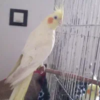 عروس هلندی ماده|پرنده|عجب شیر, |دیوار