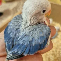 جوجه سرلاکی رنگی و نژادخاص طوطی کوتوله برزیلی