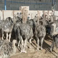 پیش فروش شتر مرغ شرکت زریین طیور امینی  در کردستان