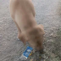 سگ پا کوتاه|سگ|مشهد, شهرک مهر آباد|دیوار