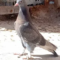 نر سینه ای و جوجه ترکیه ای